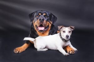 Read more about the article Порода собак джеквейлер: информация, фотографии, темперамент и черты