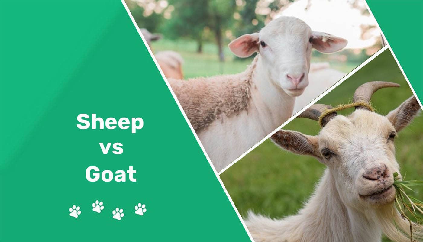 Goat vs Goat. What is the Goat. Goat vs Pig. Sheep vs Wolf.