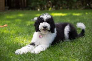 Read more about the article Sheepadoodle (смесь древнеанглийской овчарки и пуделя): информация, фотографии, уход и многое другое!