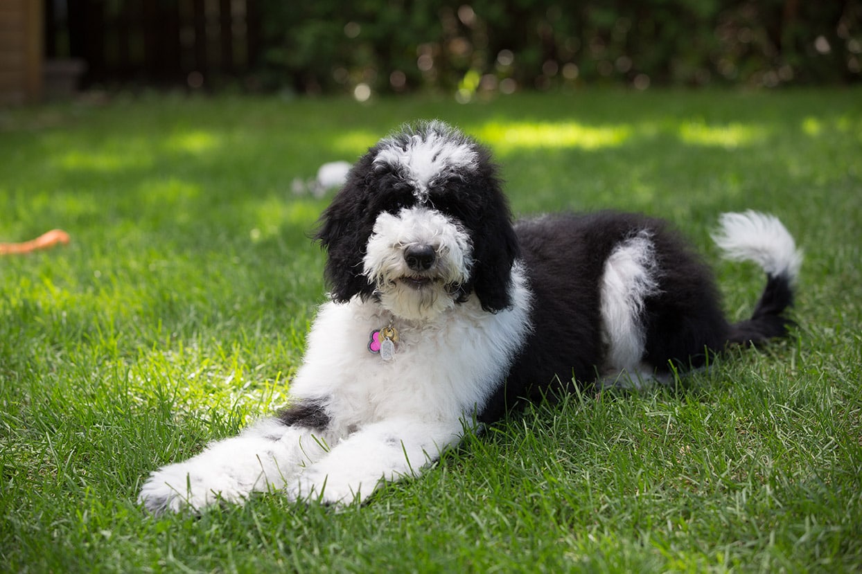 You are currently viewing Sheepadoodle (смесь древнеанглийской овчарки и пуделя): информация, фотографии, уход и многое другое!