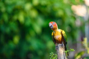 Read more about the article Ваш Conure чихает?  Вот что нужно знать