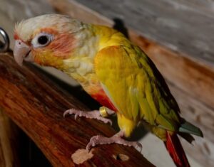 Read more about the article Suncheek Conure — факты, происхождение и многое другое!  (с картинками)