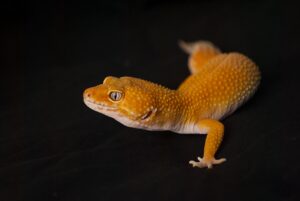 Read more about the article Sunglow Leopard Gecko: информация, изображения и руководство по уходу для начинающих