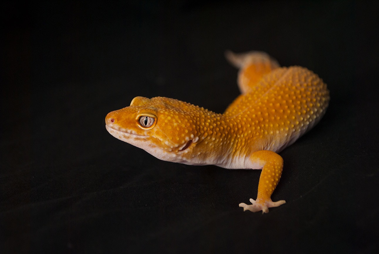 You are currently viewing Sunglow Leopard Gecko: информация, изображения и руководство по уходу для начинающих