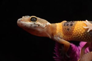 Read more about the article Tangerine Leopard Gecko: информация и руководство по уходу для начинающих (с иллюстрациями)