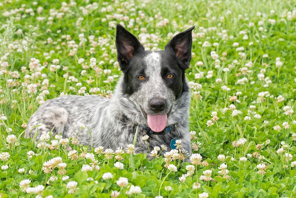 You are currently viewing Texas Heeler: полное руководство, информация, фотографии, уход и многое другое!