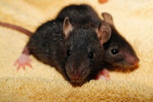 Read more about the article Впадают ли домашние мыши в спячку?  Что тебе нужно знать
