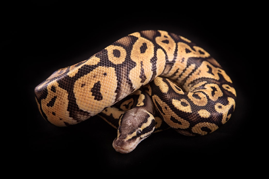 You are currently viewing Vanilla Ball Python Morph: факты, руководство по внешнему виду и уходу (с иллюстрациями)