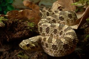 Read more about the article Western Hognose Snake: факты, информация, фотографии и руководство по уходу