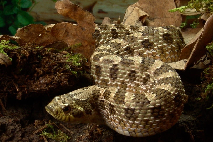 You are currently viewing Western Hognose Snake: факты, информация, фотографии и руководство по уходу