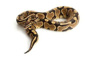 Read more about the article Yellow Belly Ball Python Morph: факты, изображения, внешний вид и руководство по уходу