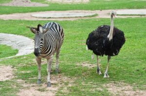 Read more about the article Зебры и страусы: симбиотические отношения