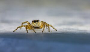 Read more about the article 5 пауков, найденных в Орегоне