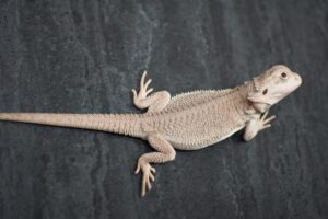 Read more about the article White (Zero) Bearded Dragon Morph: факты, информация, изображения и руководство по уходу