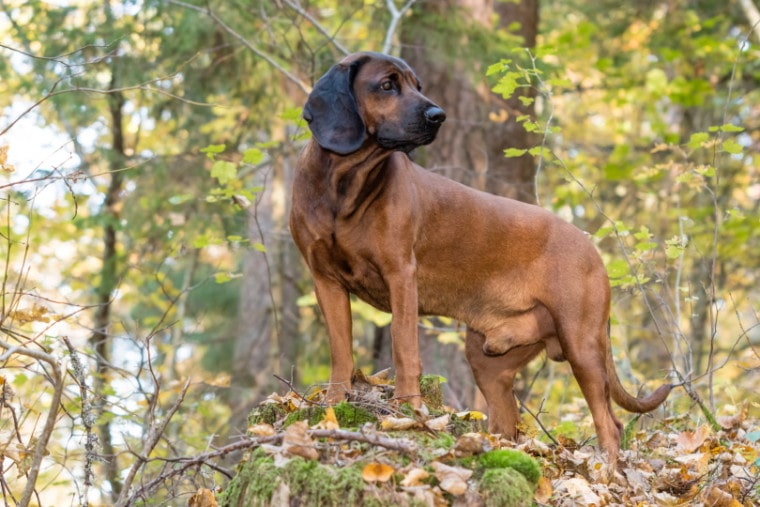 Баварская горная гончая_Александр Абросимов_Shutterstock