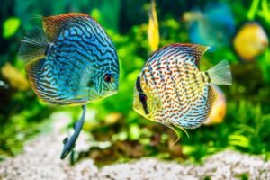Read more about the article Более 100 названий рыб: идеи для красочных и светящихся рыбок