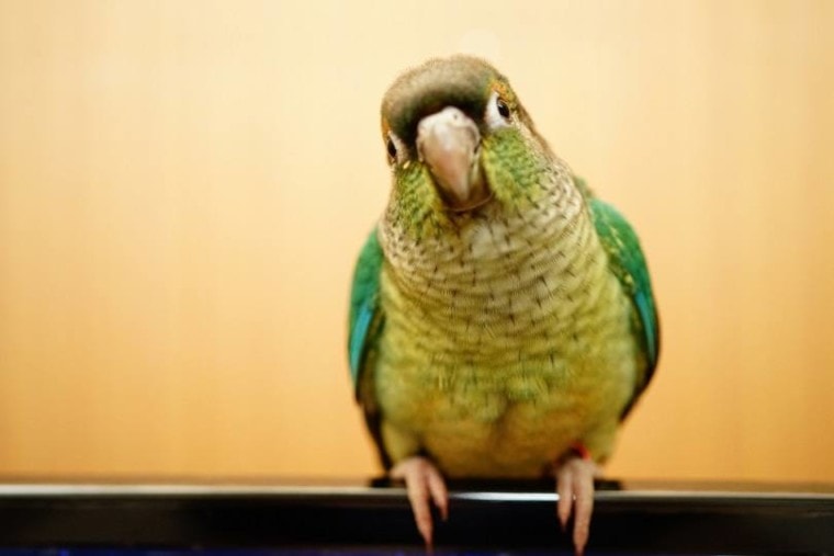 зеленая щека conure_Jida Xu_shutterstock