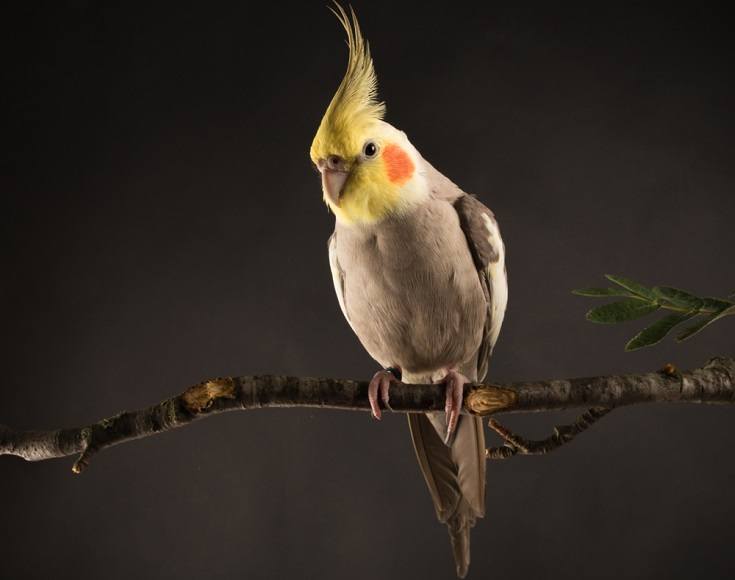 You are currently viewing Виды птиц Cinnamon Cockatiel: характер, фотографии, руководство по питанию и уходу