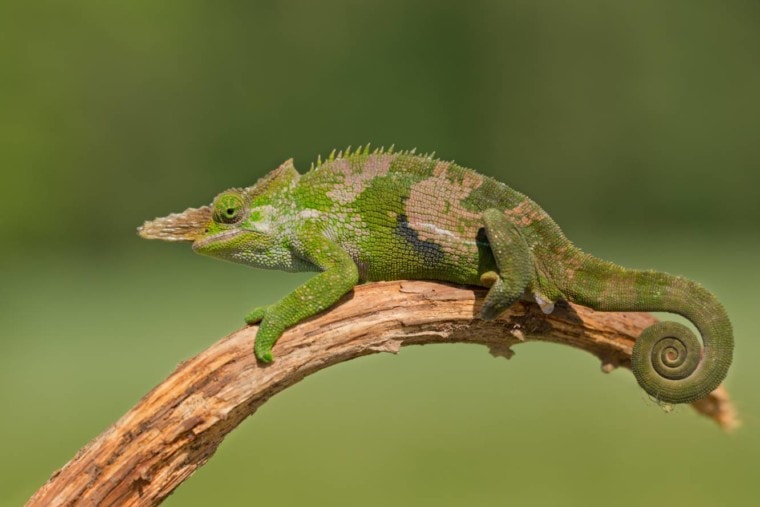 Хамелеон на ветке дерева_ Милан Зигмунт_Shutterstock