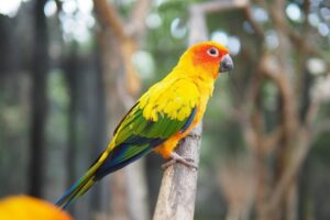 Read more about the article Conure: Руководство по личности, еде и уходу (с иллюстрациями)