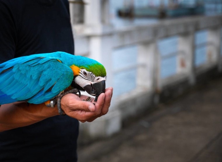 Ара ест_ Адчарин Читтаммачук_Shutterstock