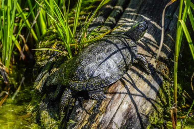 Европейская прудовая черепаха (Emys Orbicularis)