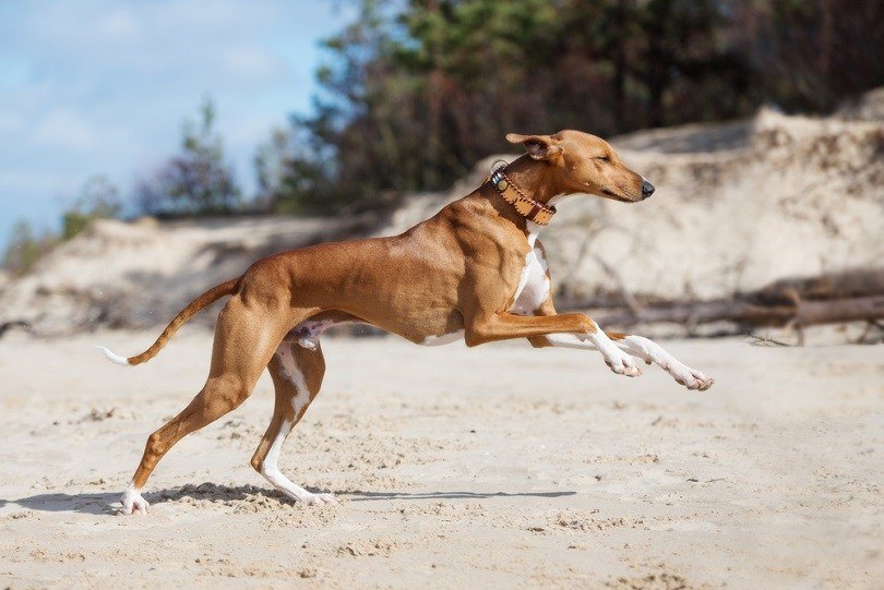 azawakh-dog-running