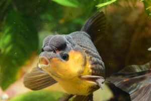 Read more about the article Может ли рыба кашлять или чихать?  Объяснение поведения рыбы