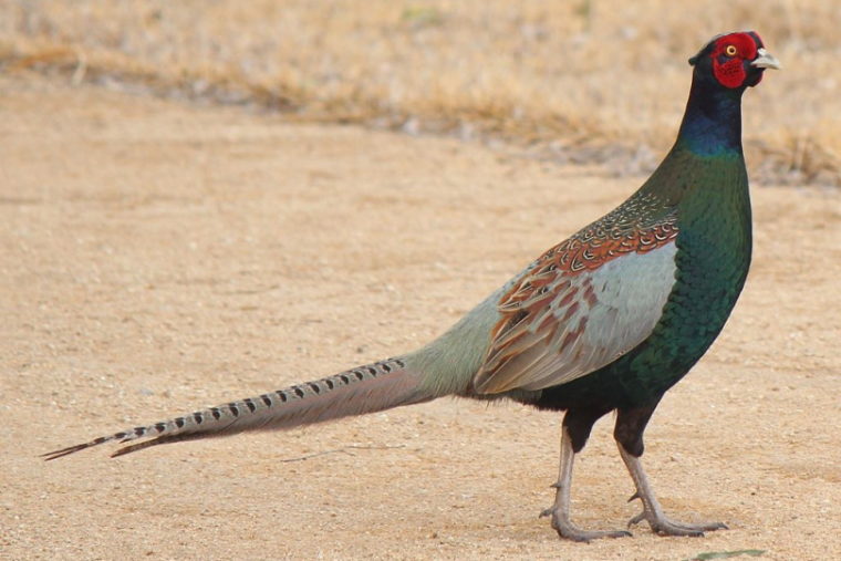 Phasianus versicolor в Японии.