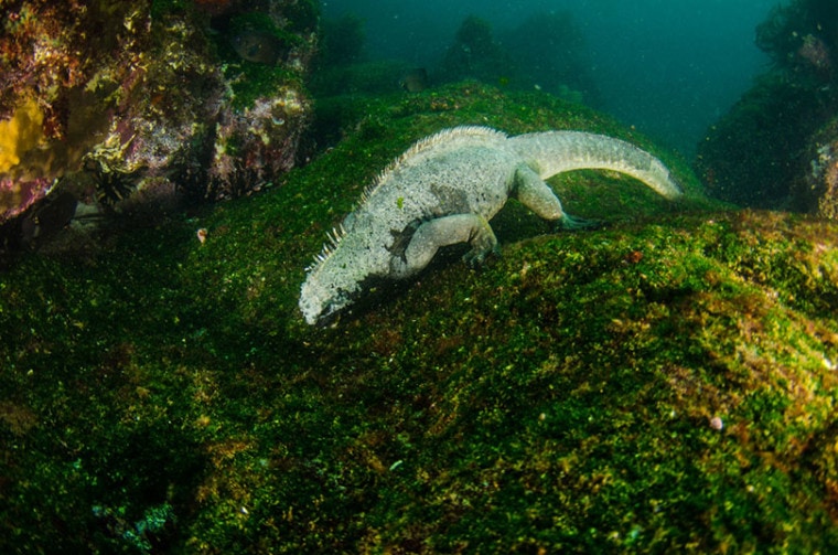 Морская игуана под водой