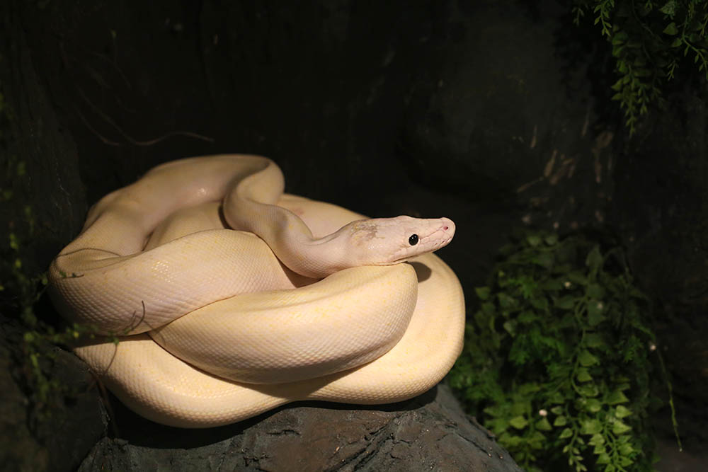 You are currently viewing Ivory Ball Python Morph: особенности, история и уход (с иллюстрациями)