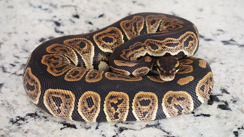 Black_Pastel_Ball_Python_Kaorte_Creative Commons