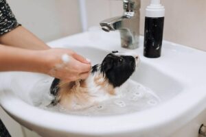 Read more about the article Можно ли использовать шампунь для собак на морских свинках?  Эффективен ли он для очистки?
