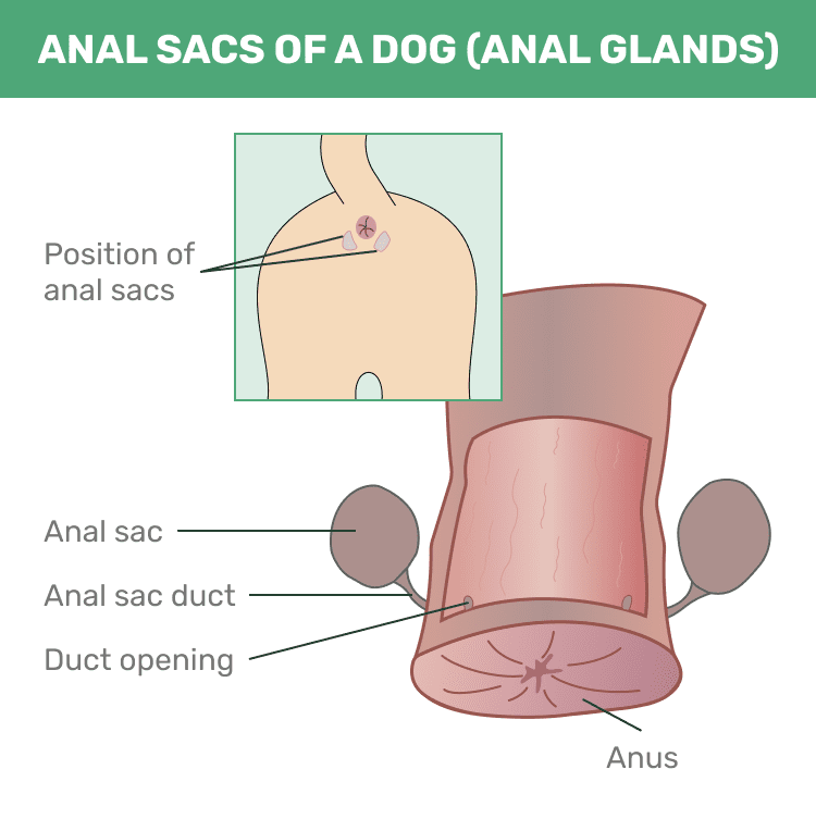 Анальные мешочки, анальная железа собаки