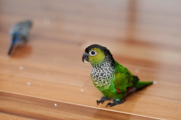 Baby Black Conure на столе