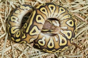 Read more about the article Butter Ball Python Morph: особенности, история и уход (с иллюстрациями)