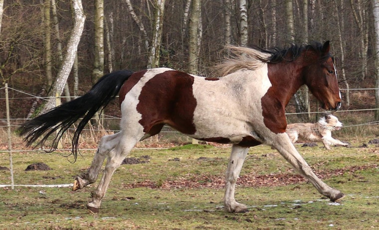 лошадь бежит по лугу