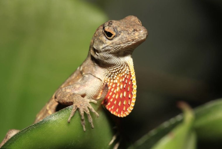 коричневый анол крупным планом_Steve Bower_shutterstock