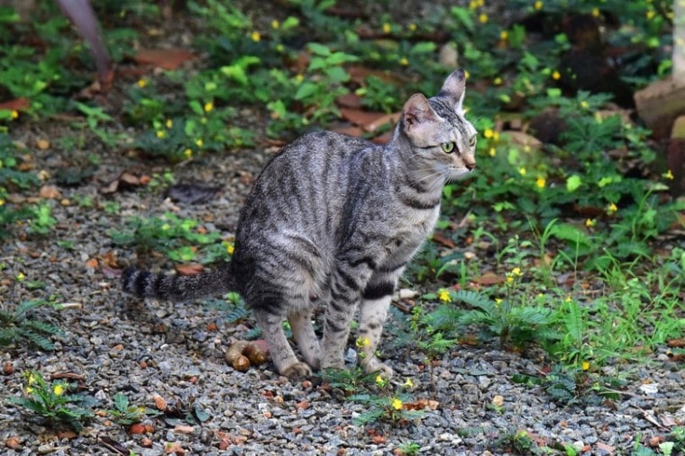 кошка какает на улице