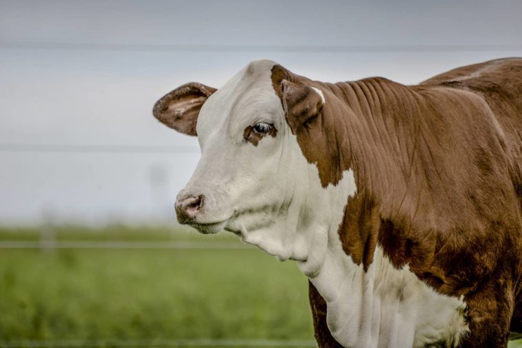 Брафордский скот