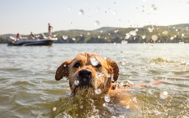 плавательная собака_Lunja_shutterstock