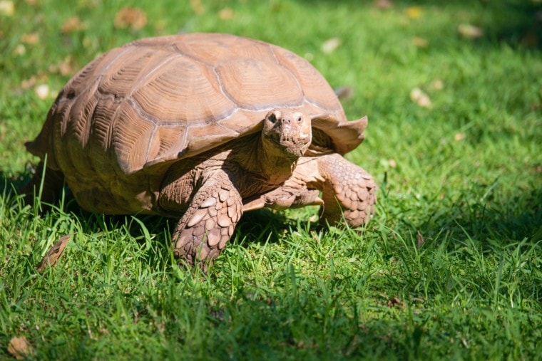 Margined Tortoise-Unsplash