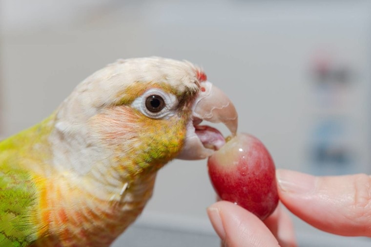 Conure есть виноград