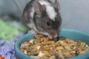 Read more about the article Могут ли мыши есть мясо?  Что тебе нужно знать!