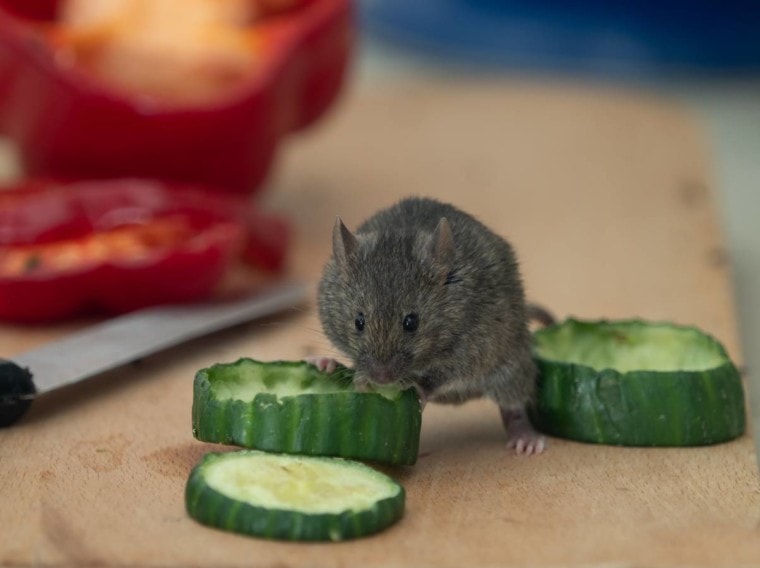 Мыши едят огурец_Роджер Виссман_Shutterstock