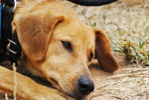 Read more about the article 13 признаков того, что ваша собака находится в стрессе, депрессии или грусти (ответ ветеринара)