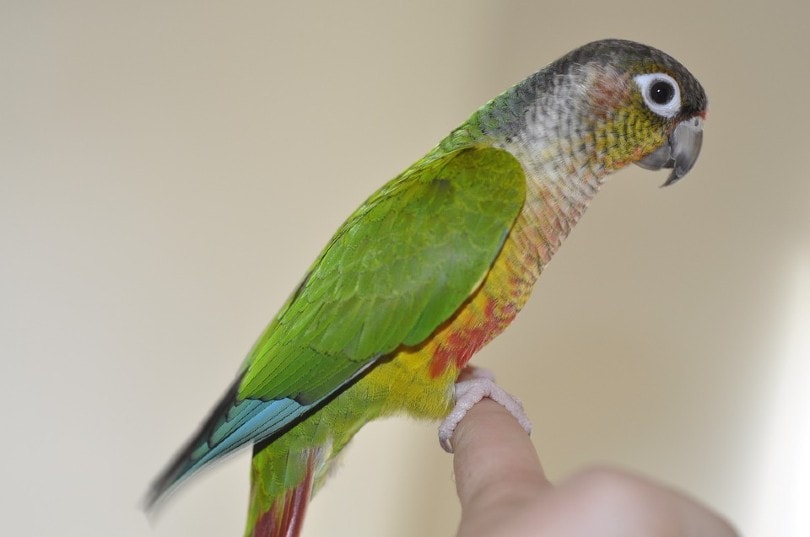 You are currently viewing Продолжительность жизни Green Cheek Conure: как долго они живут?  (Домашние животные и дикие)