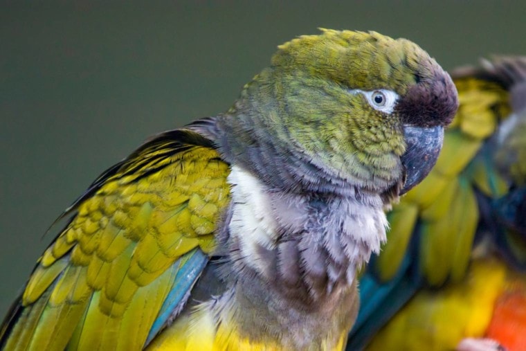 Патагонский Conure, вид сбоку_Danny Ye_Shutterstock