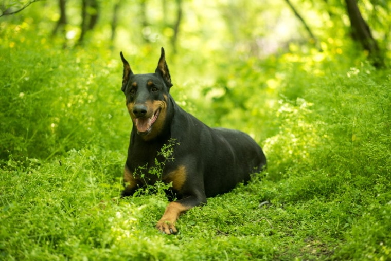 Овчарка доберман_Анна Могилевцева_Shutterstock