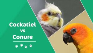 Read more about the article Попугай против Conure: какая домашняя птица лучше?  (с картинками)